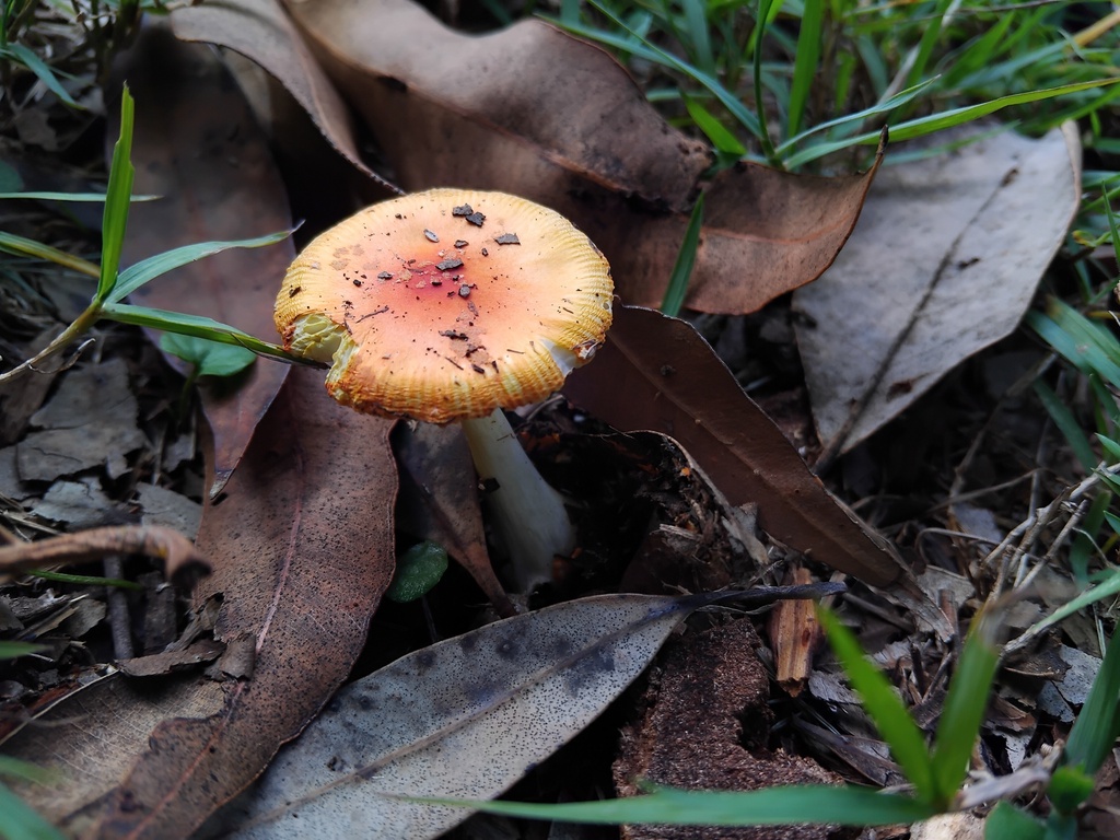 Amanita xanthocephala · May 2025 · photo: © sofiazed1 (iNaturalist, cc-by)
