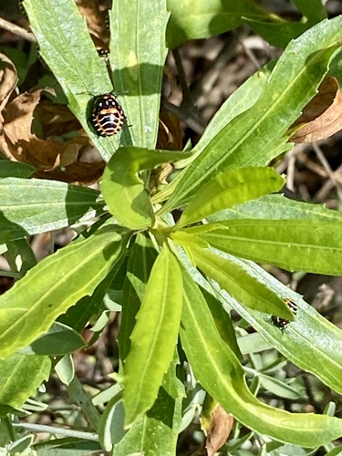 iNaturalist observation photo of Harlequin Bug