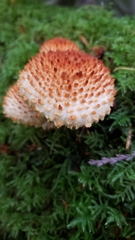 Pholiota