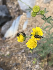 Acmaeodera decipiens