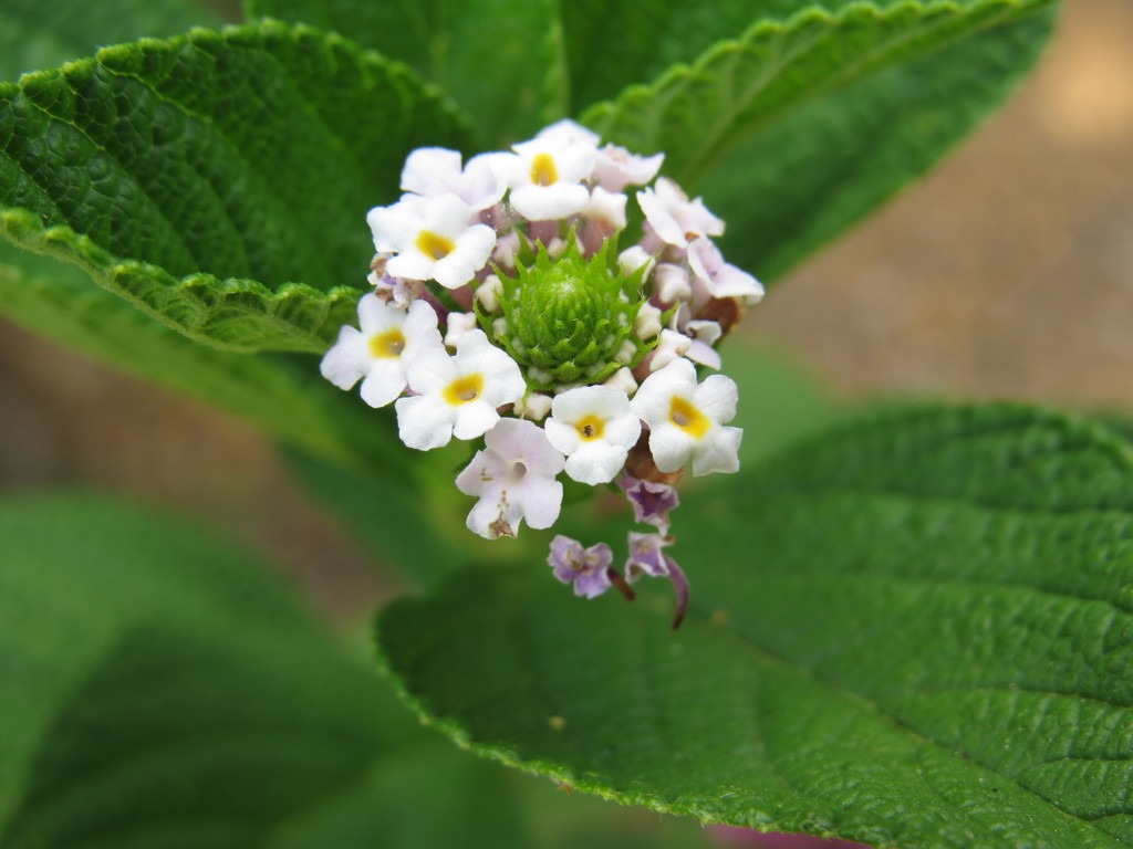 Lantana undulata