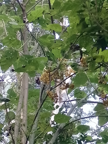 Urera altissima