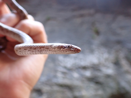 Desert Nightsnake