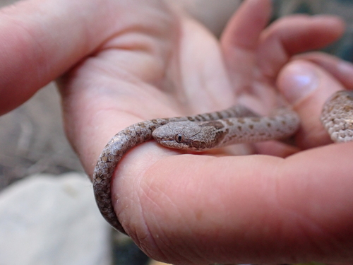 Desert Nightsnake