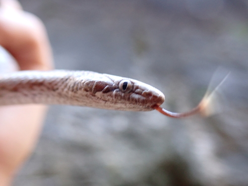 Desert Nightsnake