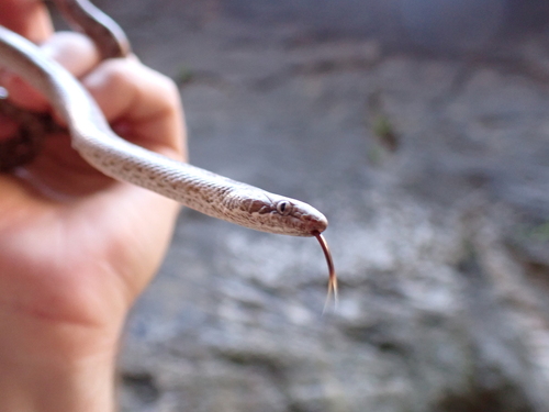Desert Nightsnake