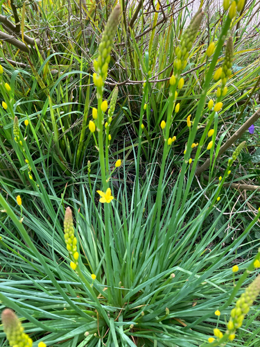 Bulbine bulbosa