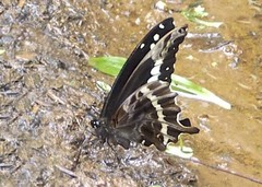 Papilio mackinnoni mackinnoni