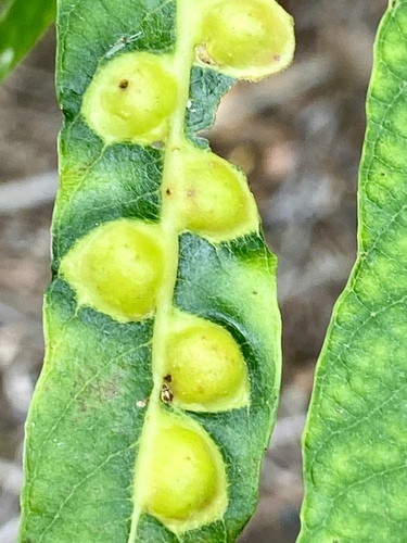 iNaturalist observation photo of Willow Apple Gall Sawfly