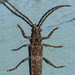 Rhytidodera bowringii - Photo (c) Vijay Anand Ismavel, some rights reserved (CC BY-NC-SA)