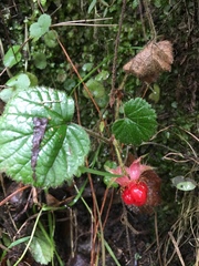 Rubus pumilus