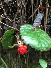 Rubus pumilus