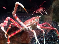 Macrocheira kaempferi