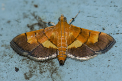 Syngamia latimarginalis