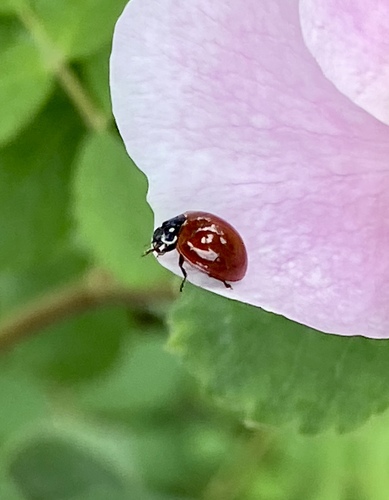 iNaturalist observation photo of Spotless Lady Beetle