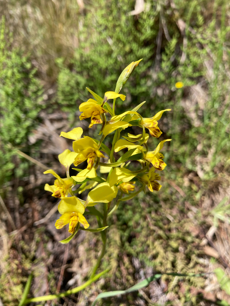 Diuris semilunulata