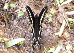 Papilio mackinnoni mackinnoni