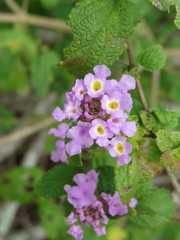 Lippia rhodocnemis
