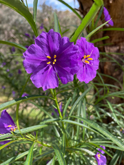 Solanum linearifolium, photograph (c) Victor Phillips, some rights reserved (CC BY-SA)