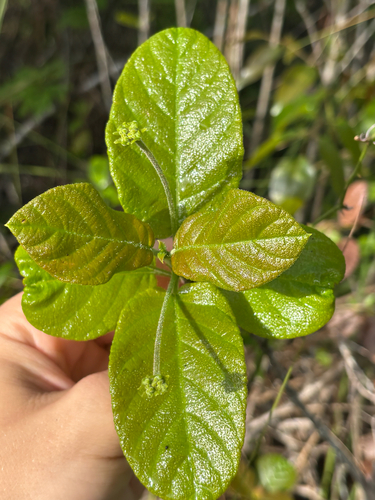 Wild guave (Guettarda scabra)