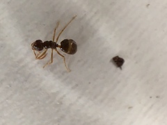 Prenolepis imparis