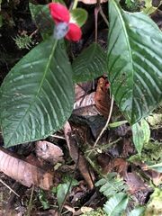 Drymonia brochidodroma