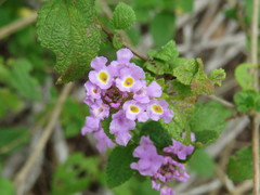 Lippia rhodocnemis