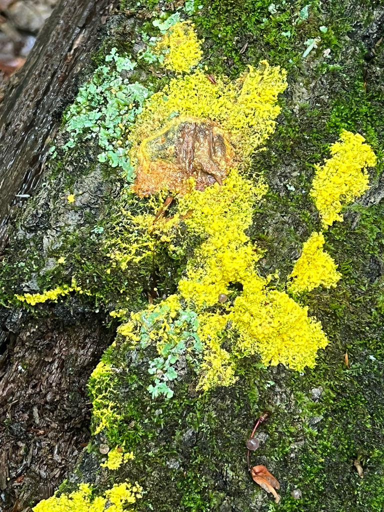 Dog Vomit Slime Mold