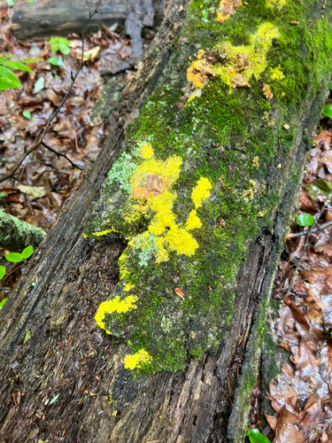 Dog Vomit Slime Mold