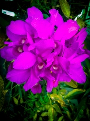 Guarianthe