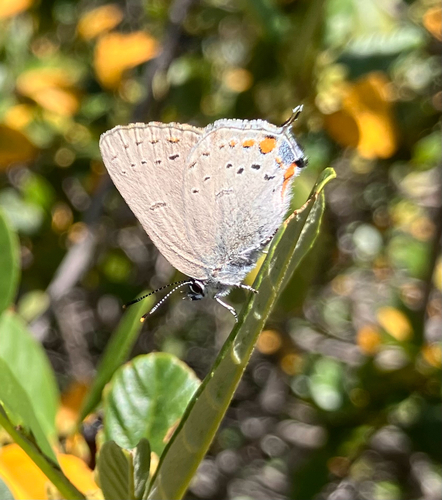 iNaturalist observation photo of California Hairstreak