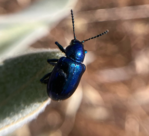 iNaturalist observation photo of Cobalt Milkweed Beetle