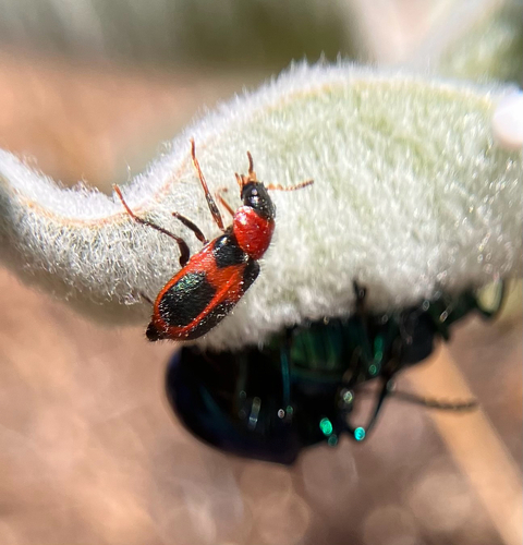iNaturalist observation photo of Four-spotted Collops