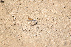Argia sedula