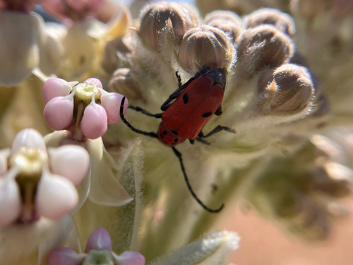 iNaturalist observation photo of Tetraopes basalis