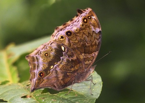Eastern Blue Mother-of-Pearl