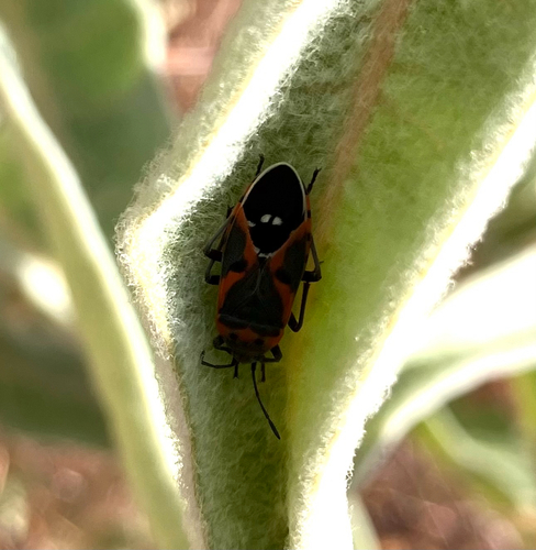 iNaturalist observation photo of Small Milkweed Bug
