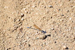 Argia sedula