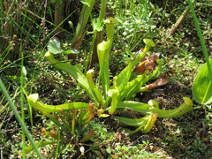 Sarraceniaceae