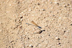 Argia sedula