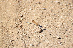Argia sedula