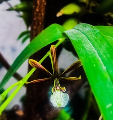 Prosthechea squalida