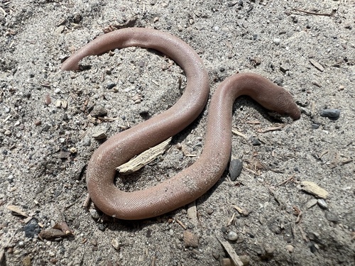 iNaturalist observation photo of Northern Rubber Boa