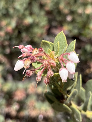 iNaturalist observation photo of Pringle's manzanita