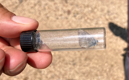 iNaturalist observation photo of Silvery Blue