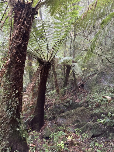 Dicksonia sellowiana (Dicksonia sellowiana)