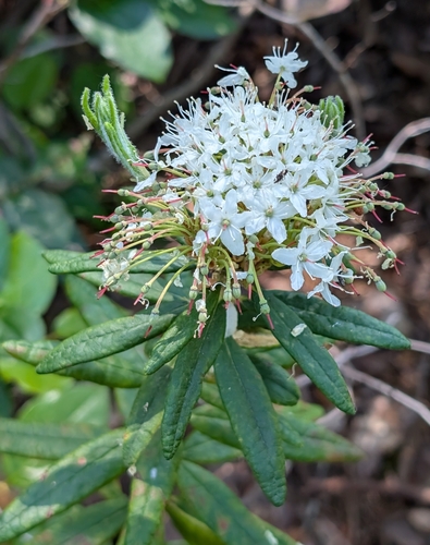 Rusty Labrador-tea (Rhododendron groenlandicum)