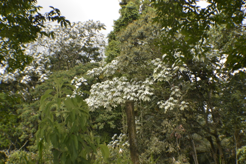 Cecropia telealba (Cecropia telealba)