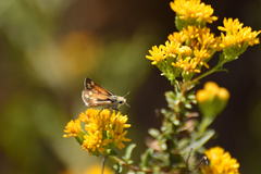 Hesperiidae