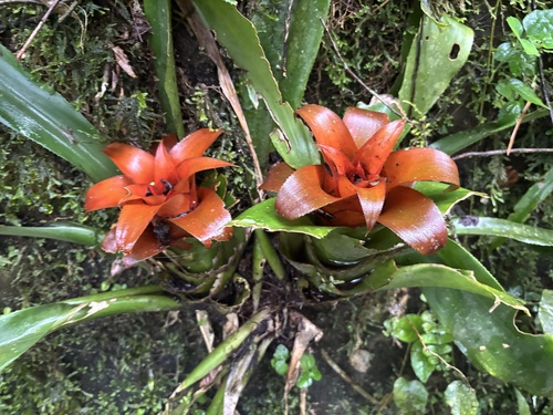 Nidularium amazonicum, photograph 3